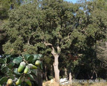 encina planta partes arbol frutos bellotas hojas