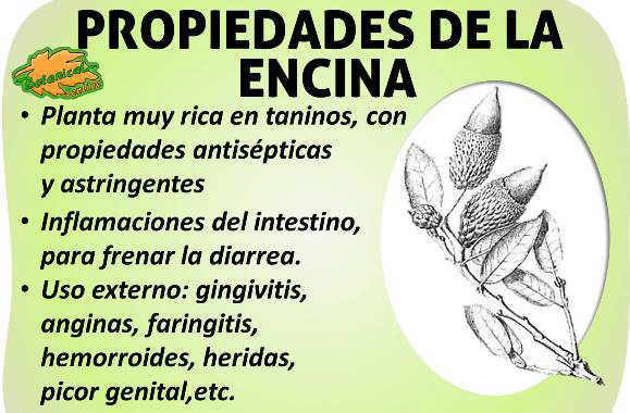 Propiedades medicinales de la encina taninos