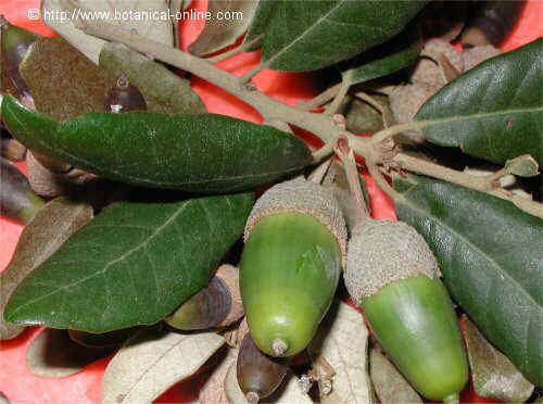 Bellotas y hojas de encina