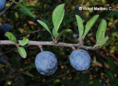 Frutos de endrino