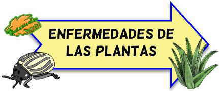 enfermedades de las plantas