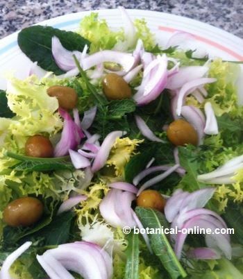 recetas ensalada borraja