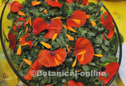 Foto de ensalada silvestre con hojas de pimpinela y pétalos de amapola