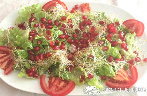 ensalada con germinados de alfalfa