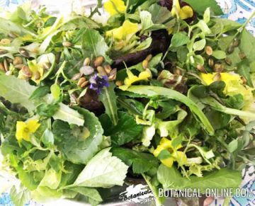 ensalada plantas silvestres