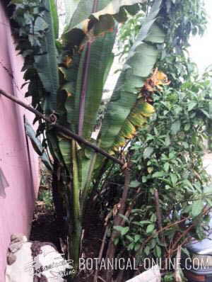 ensete Ensete ventricosum plant