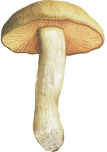 Entoloma lividum