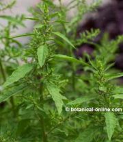 Paico Toxicidad del epazote o paico – Botanical-online