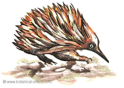 Dibujo de equidna 