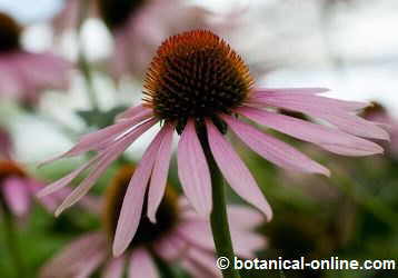 Flor de la equinacea