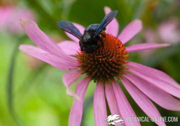 equinacea abeja azul de la madera