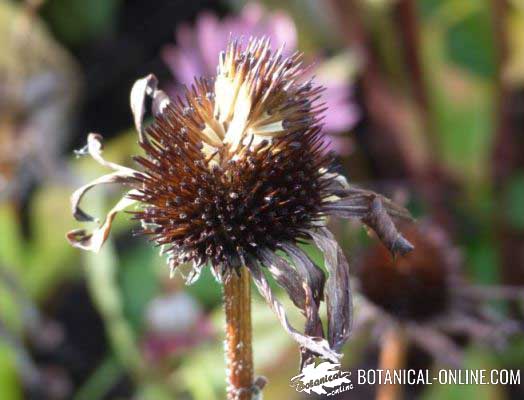 equinacea frutos