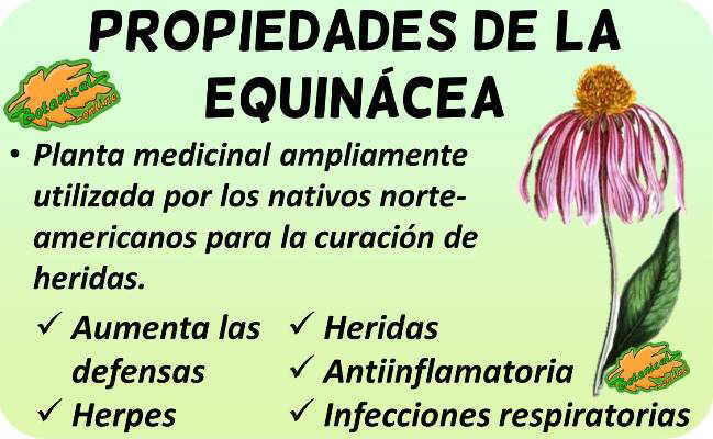 propiedades medicinales de la equinacea, planta medicinal