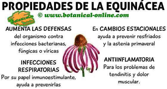 propiedades medicinales de la equinacea, planta medicinal