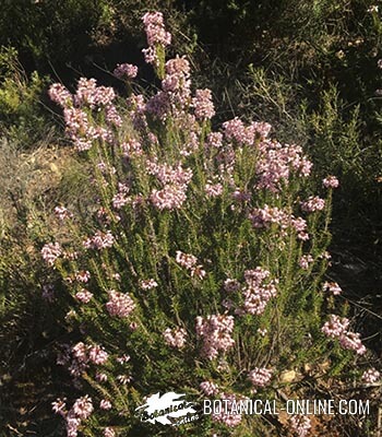 erica multiflora brezo