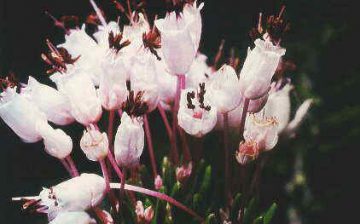 Erica multiflora