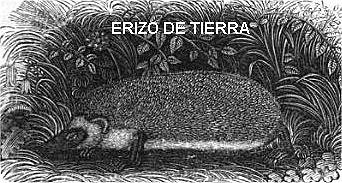 Erizo de tierra