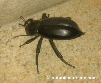 escarabajo de cementerio