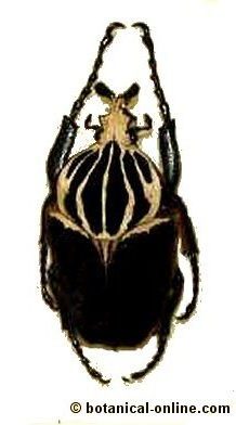 El escarabajo Goliat 