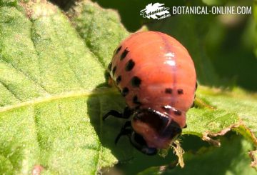 escarabajo de la patata