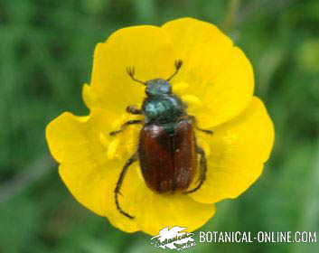 abejorro polinizando flor de equinacea