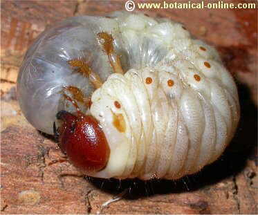 larva escarabajo