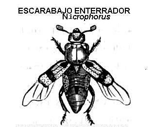 escarabajo