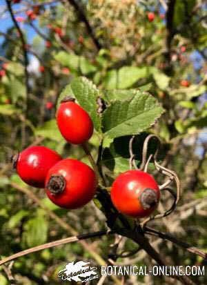 Frutos de la rosa canina