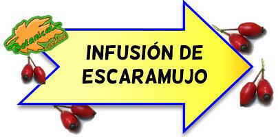 infusion escaramujo
