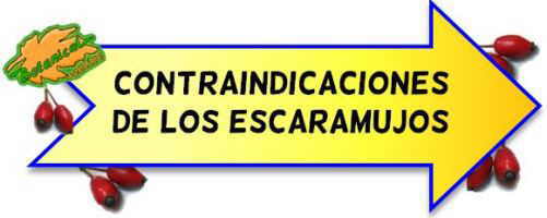 contraindicaciones del escaramujo