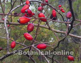 rosa canina flor