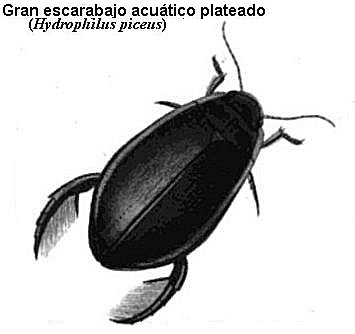 Escarabajo acuático