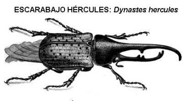 escarabajo hércules