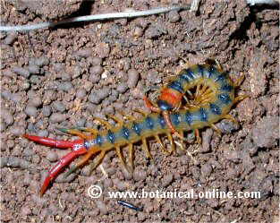 Scolopendra cingulata