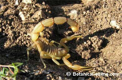 Escorpión amarillo