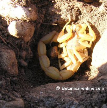 escorpión amarillo