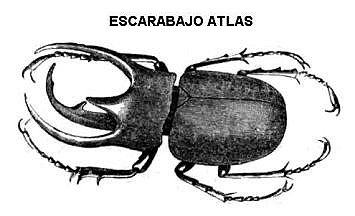 escarabajo atlas