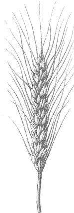 Dibujo de espiga de trigo