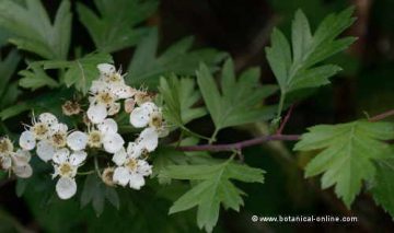 hojas y flores de espino blanco