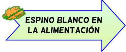 espino blanco en la alimentación