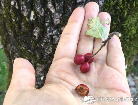 frutos espino blanco