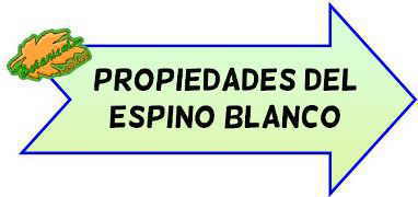 propiedades del espino blanco