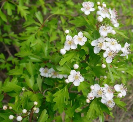 Flores de espino albar