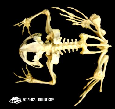 Esqueleto de anfibio