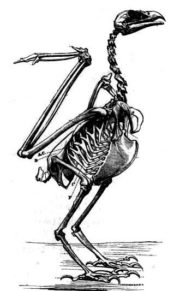 esqueleto de ave