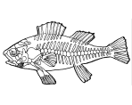 Dibujo de Esqueleto de pez para colorear