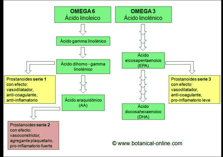 Características del metabolismo de las grasas Omega 3 y Omega 6 –  Botanical-online