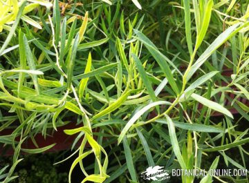 propiedades del estragon artemisia dracunculus beneficios