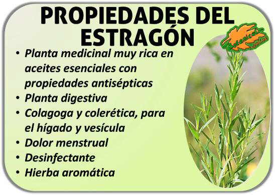 propiedades del estragon artemisia dracunculus beneficios