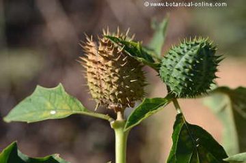 capsulas y hojas de estramonio